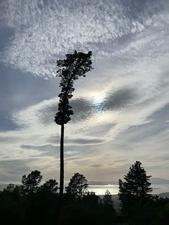 Tree silhouette, Berkeley Hills | Chris Samuel | Flickr