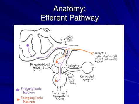 PPT - Lumbar Sympathectomy: Indications & Techniques Chapter 85 PowerPoint Presentation - ID:261637