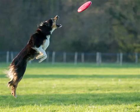 Dog Frisbee Competition Guide | LittlePuppy