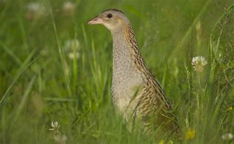 Isle of Iona wildlife watching | bird watching birding and birdwatching holidays in Iona