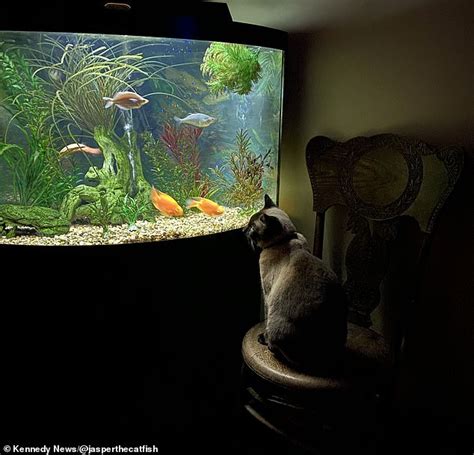 Family's new $2,500 fish tank lets their curious cat watch their exotic fish from underwater ...