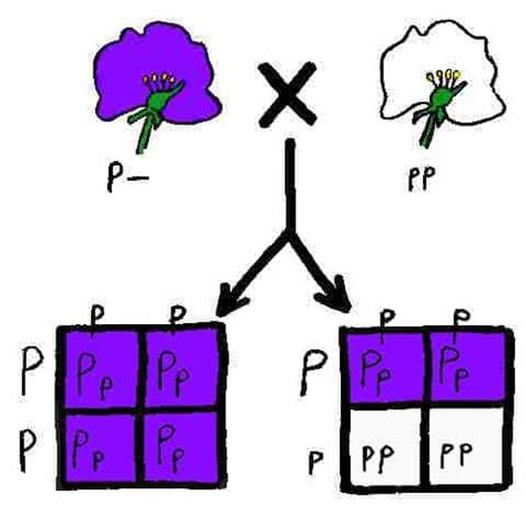 What is a Test Cross: Why is it used (Biology) | SchoolWorkHelper