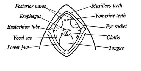 Diagram Of Frog Mouth