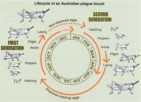 Australian plague locust: identification field guide | Agriculture and Food