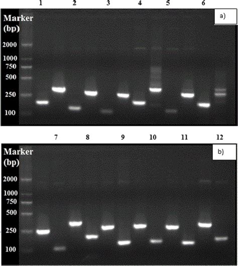 a, b Agarose gel electrophoresis results of 12 candidate reference... | Download Scientific Diagram