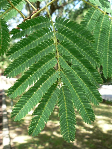 This is a leave of an Acacia tree Big Leaves, Tree Leaves, Plant Leaves ...