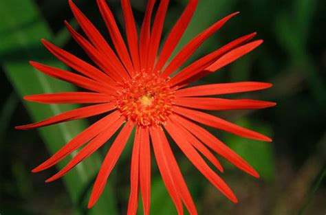 Barberton Daisy - South African Flowers