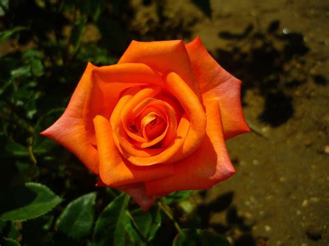 Orange Rose Wallpapers - Wallpaper Cave