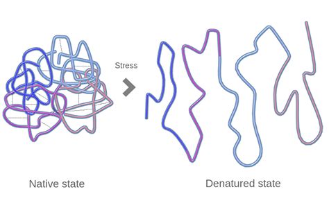 5 Ways to Make Protein Denaturation A More Approachable Topic