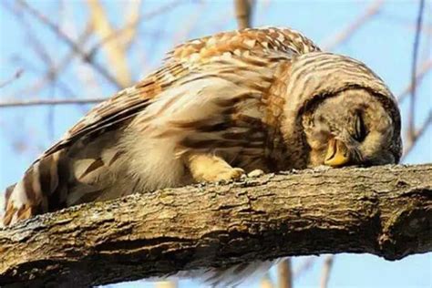 Baby Owl Sleeping Face Down: Is This Normal Behaviour?