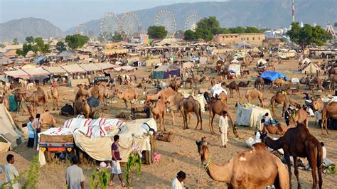 Info on Pushkar Fair Camel Fair Rajasthan | Dates 2020 | RJ Tourism