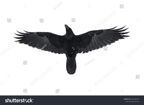 939 Raven Open Wings Images, Stock Photos & Vectors | Shutterstock