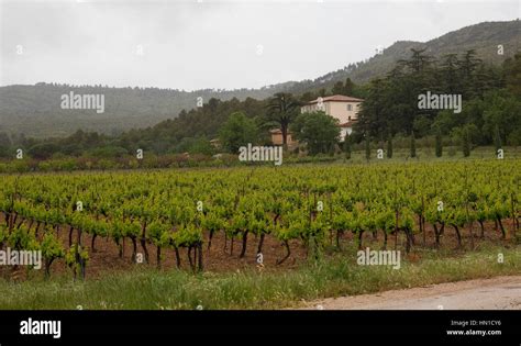 The vineyards at Chateau Miraval, the location for Brad Pitt and ...