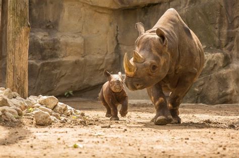 Lincoln Park Zoo Animals | Journalician