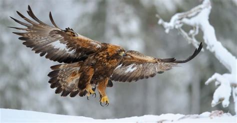 Golden Eagle Wingspan & Size: How Big Are They? - IMP WORLD