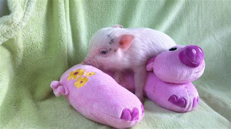 15 Piglets That Are Even Cuter Than Kittens