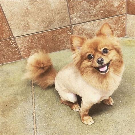 9 Totally Cute Pomeranian Haircut Styles To Satisfy Your Craving For Fluffiness Today - I Can ...