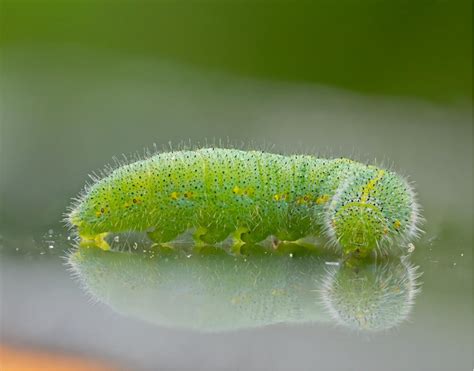 Wet weather brings out cabbage white butterfly and other pests – Cesar ...