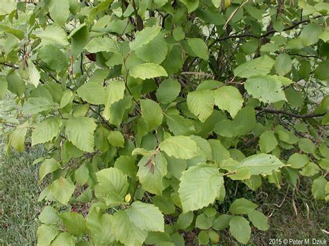 Alnus incana (Speckled Alder): Minnesota Wildflowers