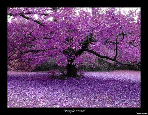 40+ Examples of Beautiful Purple Nature Colors Photography ...