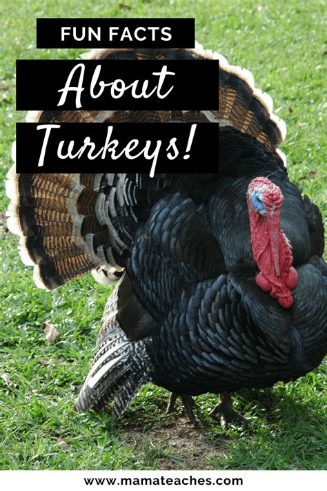 Fun Facts About Turkeys for Kids - Mama Teaches