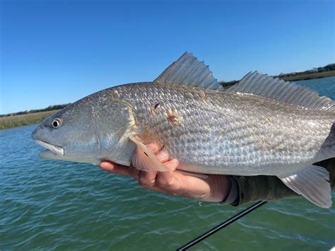 Wilmington Fishing Guide | Dedicated To The Smallest Of Skiffs