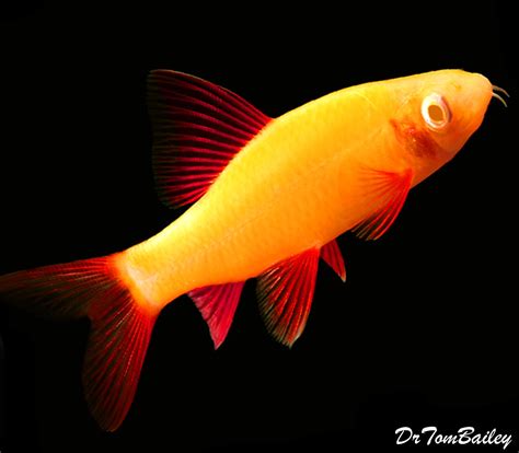 Premium Sunburst Orange GloFish Rainbow Shark, 2" to 2.5" long