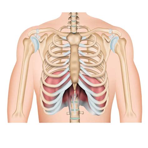 Diaphragm Muscle Anatomy: Origin, Insertion, Action and Innervation - The Wellness Digest