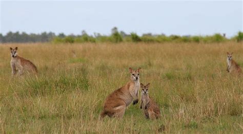 Exotic Wildlife of Papua New Guinea | Luxury Papua New Guinea Itinerary ...