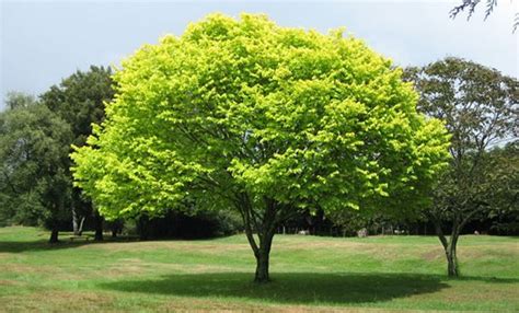 5 árboles de sombra de rápido crecimiento | Árboles de sombra, Arboles para jardin, Arboles para ...