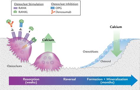 Role of RANK Ligand and Denosumab, a Targeted RANK Ligand Inhibitor, in ...