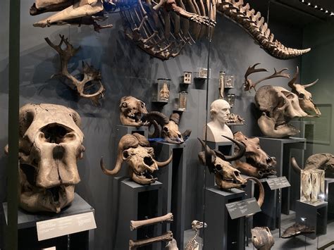 Hunterian Museum Reopens And It's Brilliant | Londonist