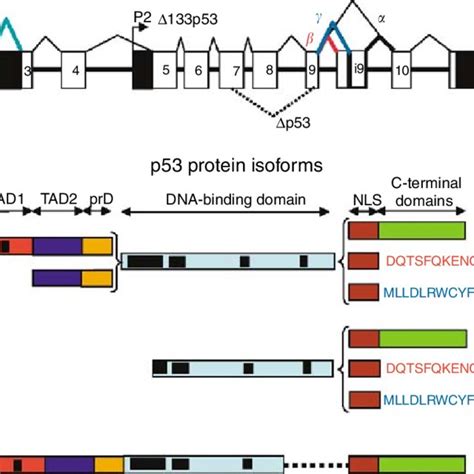 Human p63. (A) Schema of the human p63 gene structure: alternative ...