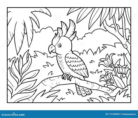 Rainforest Birds Coloring Pages