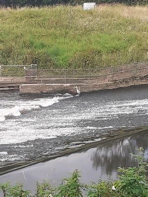 The Heron Portal at Northenden Riverside Park, England, Greater Manchester, Wythenshawe ᐈ ...