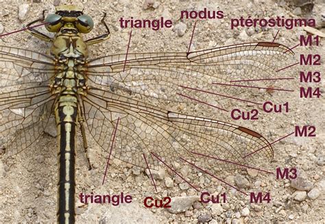 Gomphidae - Galerie et clés de détermination