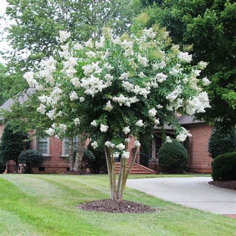 Natchez Crape Myrtle White | Payne Nursery