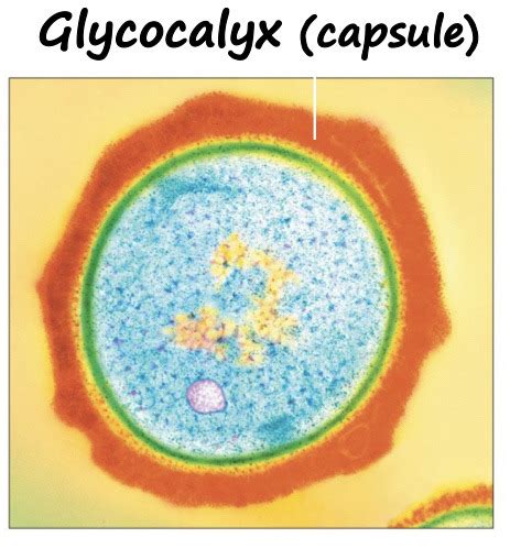 Prokaryotes Flashcards | Quizlet