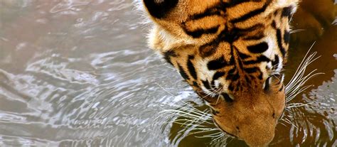 Southeast Asia’s Wildlife Crisis | WWF