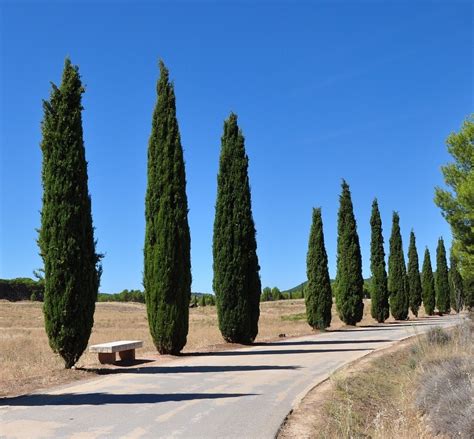 Italian Cypress Trees for Sale - Trees.com