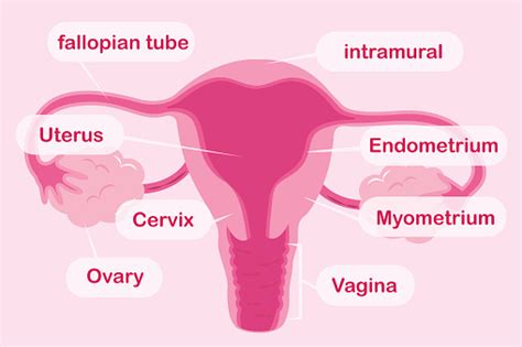 Vetores de Útero Bonito Dos Desenhos Animados e mais imagens de Vagina - Vagina, Ginecologista ...