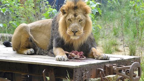 Sleeping lions at London Zoo