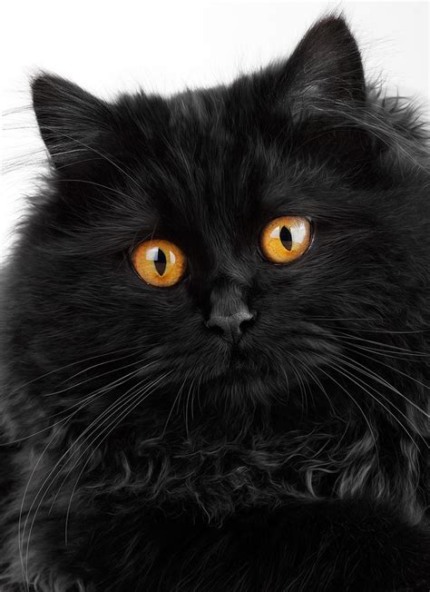 Cute black persian cat by jordansart on DeviantArt