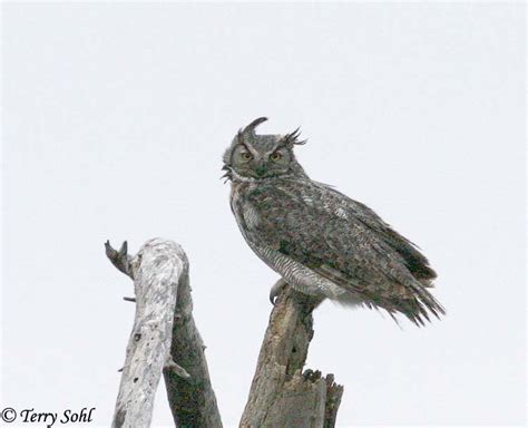 Great Horned Owl Photos - Photographs - Pictures