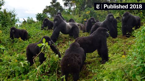 Is There Hope for These Great Apes? - The New York Times