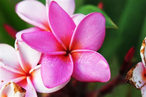 🔥 [70+] Hawaiian Flower Wallpapers | WallpaperSafari