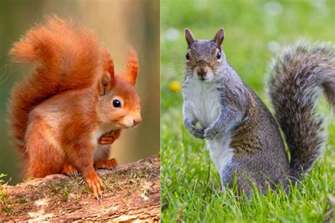 The Red Squirrel vs. Grey Squirrel Debate: A Closer Look - My Backyard Passion