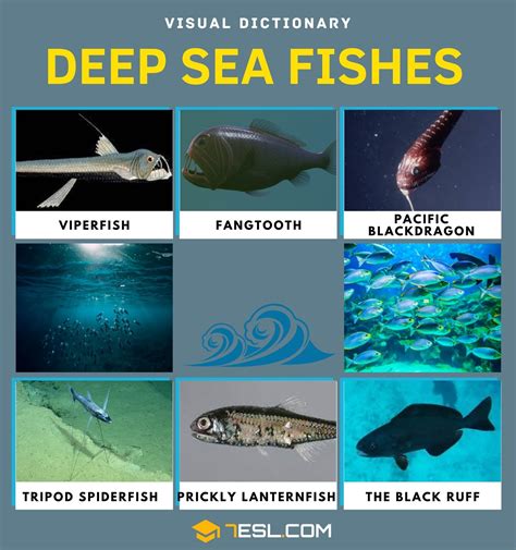 Deep Sea Fish Names in English with Pictures • 7ESL