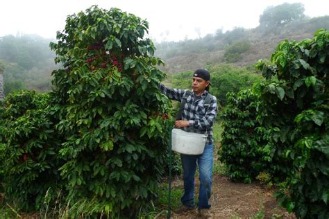 Local Organic Coffee Farming | Cafe Altura Organic Coffee