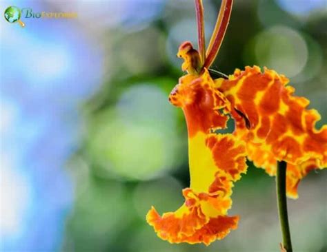 Butterfly Orchid Flower | Platanthera bifolia | Platanthera chlorantha